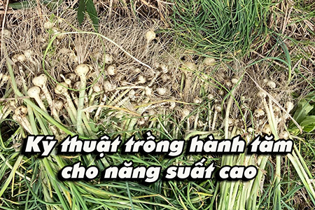 Kỹ thuật trồng hành tăm cho năng suất cao